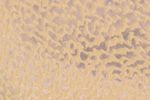 Rain Soaks the Empty Quarter