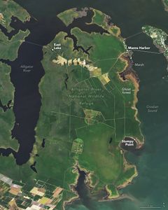 A peninsula of land is shown, oriented with water at the top and along both sides of the image, shows green vegetation surrounded by dark water that becomes more blue green in the lower right. Two bridges connect this land to other areas at Manns Harbor at the top right and on the top left of the peninsula East Lake. A ghost forest runs down the coast from Manns Harbor to Stumpy Point.