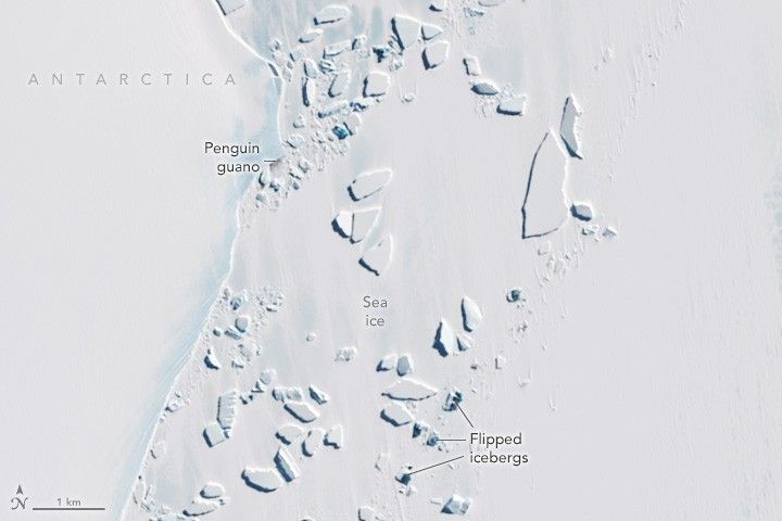 The coastline of Antarctica shows snow covered land on the left and with icebergs interrupting the snowfield on the right, some dark in color, as they have flipped over. Penguin guano is also marked on the upper middle coastline.
