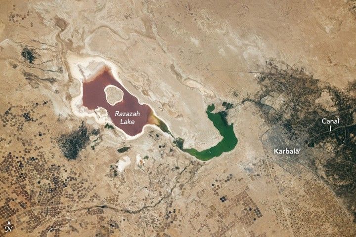 Razazah Lake, pink in shade in the main body, and green in the lower narrow U-shaped bend, are surrounded by land that appears to have a marbled effect. The land is primarily a beige sandy color. To the lower left are numerous crop fields in perfect circles. These circles are all darker in shade, mostly appearing dark brown. In the bottom right is the city Karbalā, where the settlement appears the land appears grayer further right of that the land is dark with foliage, a canal runs to the city from the right edge of the image.