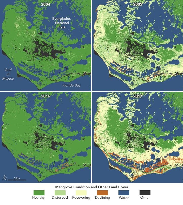 a panel of 4 images of the same section of mangrove, both before and after images, the top two from 2004 and 2005 the bottom two images from 2016 and 2017. both left side images show the mangroves relatively healthy, although there is some area color coded as declining in 2016. The after images on the right show the mangroves after a major hurricane event where, in both instances much of the mangrove is color coded as disturbed. However, in 2017 significantly more of the mangrove habitat has been marked as in decline.