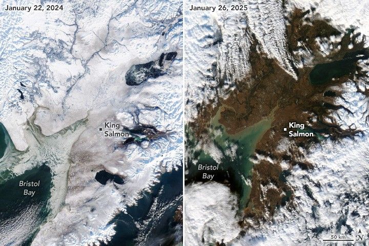 Two side by side images of Bristol Bay and surrounding land, including Kina Salmon Alaska, show the distinct lack of snow coverage on January 26, 2025, right, compared to January 22 of the year prior, left. The left image is entirely white apart from the deeper water areas of Bristol Bay. The right shows considerable bare land, with white snow pack only appearing at the higher elevations around the edge of the image.