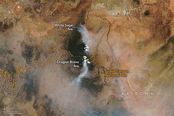 Just inside the northern border as well as north of the border of the Grand Canyon National Park, there are plumes of white smoke emanating from the dusty tan landscape. The parks boundaries are outlined in orange and stretch from the center of the image to the left, following the path of the river. The upper fire is the white sage fire, and the one on the northern border of the park is labeled as the dragon bravo fire.