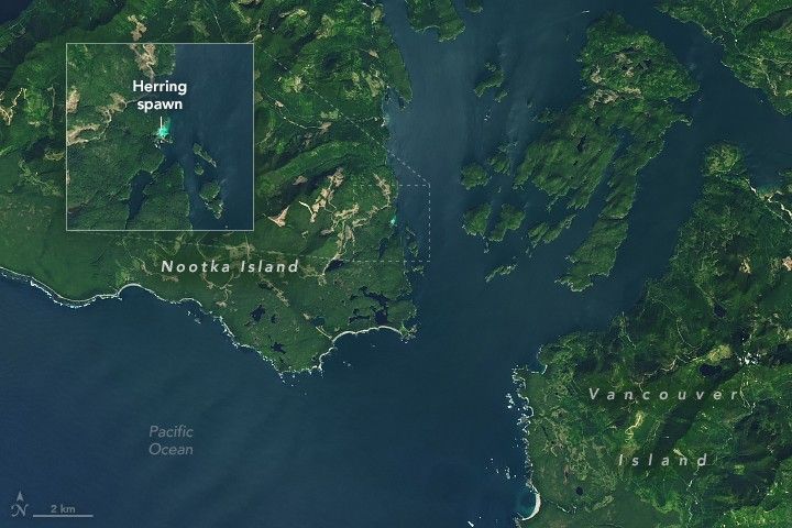 The densely vegetation covered islands of Nootka (upper left and Vancouver (lower right) are separated by a relatively narrow strait off the pacific ocean, labeled lower left. just off the coast of Nootka island is a dot that appears to glow with vibrance with how much brighter it is than the surrounding deep blue Pacific. That part of the image has a pop-out zoom it which labels it as Herring spawn.