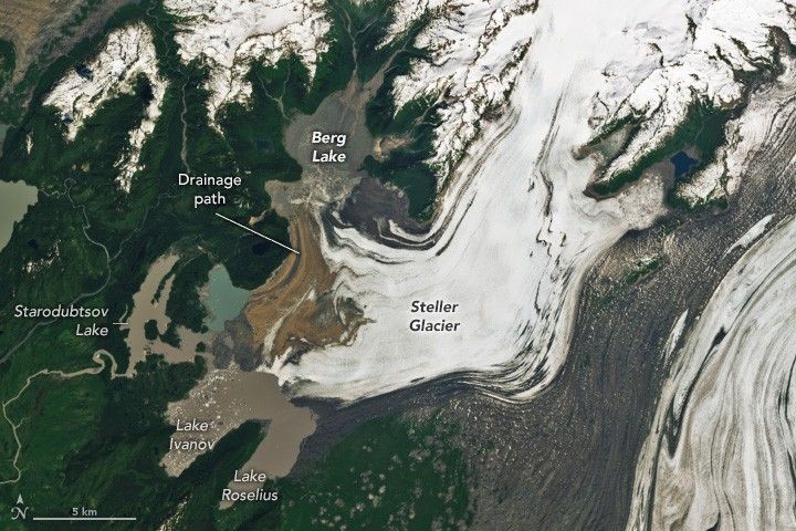 The wide Steller glacier descends from the top of the image and turns toward the left side of the image, terminating into multiple lakes. the land surrounding these lakes is green with foliage. Berg Lake is toward the top of the image with Starodubtsov Lake being the leftmost, showing a stream exiting it to the left edge of the image. Like Ivanov and Lake Roselius are on the edge of the glacier ice toward the bottom of the image, divided by a minor ridge., but connected toward the ice.