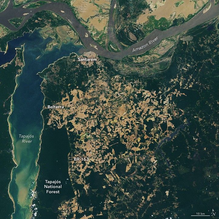 The broad Tapajós river flows vertically through the image along the left edge meeting the Amazon at the town of Santarém as it meanders horizontally across the top of the image. South of Santarém is a great deal of farmed fields, standing out in beige color against the dark green foliage of the region.