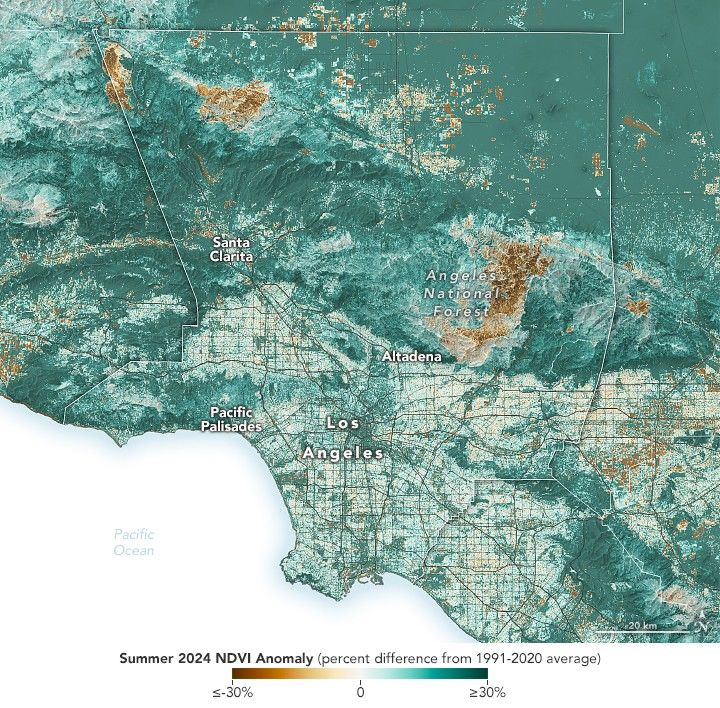 A map of Los Angeles with a vegetation difference to average overlay, where darker green shades indicate increased vegetation, and brown shades mean less, peaking at thirty percent difference to the average on either side. The map shows few spots of brown and an almost universal increase in average vegetation, the one notable holdout in the Angeles National Forest to the right of Altadena. The Pacific Palisades and Santa Clarita on the left of the image are both surrounded in medium to dark shades of green, indicating some of the highest rise in total vegetation coverage.