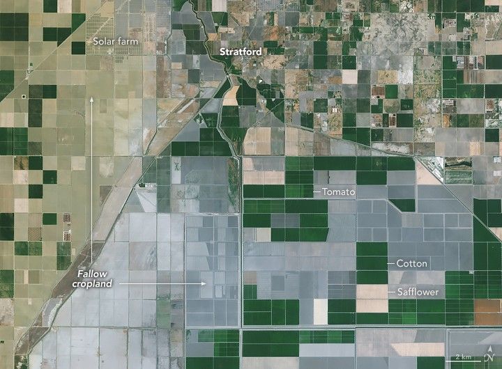 grids of crop fields dominate the image, most of which are beige (upper left) or gray (lower right) interspersed with rich green colored fields. A beige and gray field are both pointed to as Fallow cropland. The town of Stratford is in the upper center of the image, a solar farm is to the left of Stratford appearing as small dark rectangles on the beige landscape. Tomato is one of the green fields near the center of the image. Cotton is another green field in the lower right. Saltflower is labeled as a beige field just below the cotton