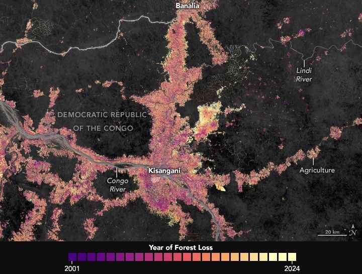 a color gradient map ranging from indigo to yellow corresponding to forrest loss over time where yellow is more recent and indigo is from 2001. The forest loss consolidates around Congo river and tributaries, particularly spreading away from Kisangani