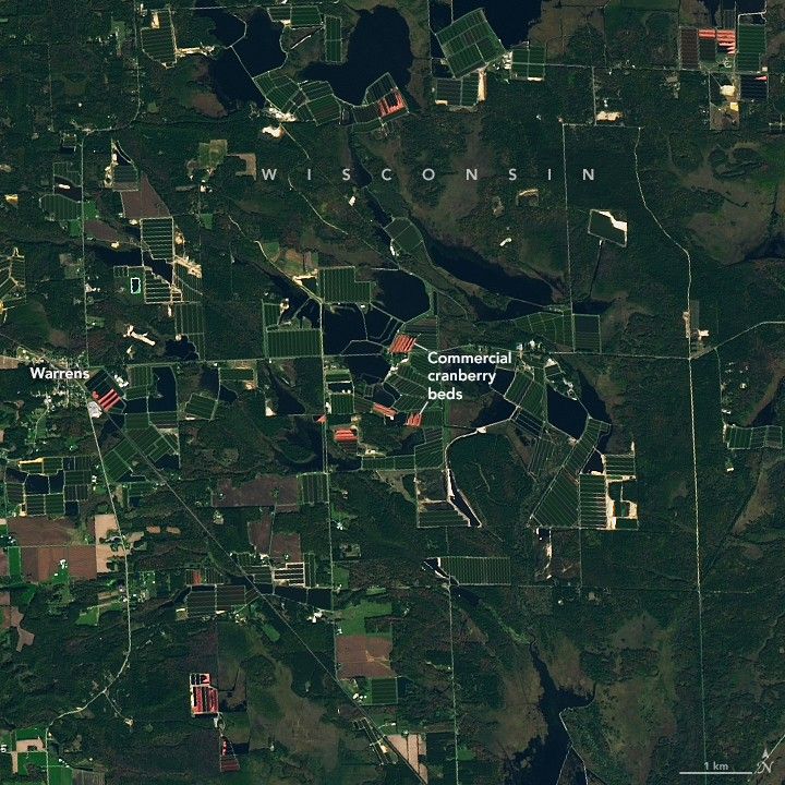 A satellite image of central Wisconsin shows a smattering of cultivated cranberry beds, which are mostly rectangular in shape and adjacent to small lakes. The beds have well defined parallel rows. Most are green, but some appear pink. Dark green vegetation and other agricultural fields cover the rest of the land, and the small town of Warrens is visible on the left side of the image.