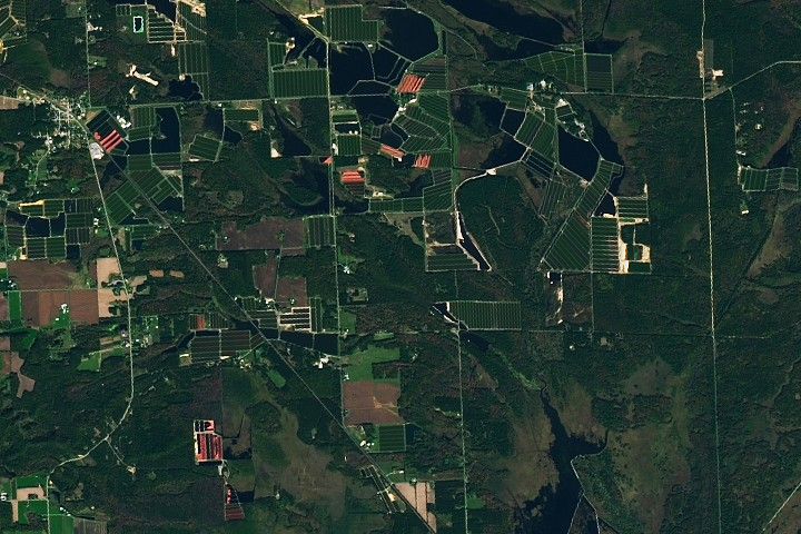 A satellite image of central Wisconsin shows a smattering of cultivated cranberry beds, which are mostly rectangular in shape and adjacent to small lakes. The beds have well defined parallel rows. Most are green, but some appear pink. Dark green vegetation and other agricultural fields cover the rest of the land, and the small town of Warrens is visible on the left side of the image.