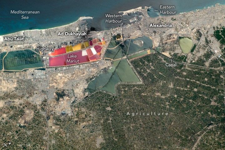 This image shows the densely populated shoreline of Alexandria along the Mediterranean Sea at the top of the image the region is gray and beige in color from the dense human built structures. Lower down in the image the land is green and largely gridded by tan roads, labeled Agriculture. A gridded section of vibrantly colored pools are labeled Lake Mariut.