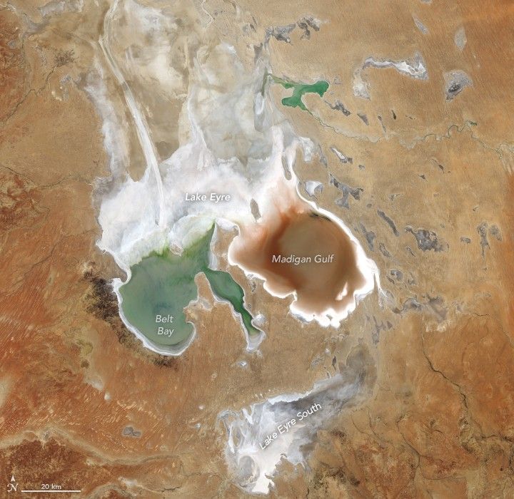 A satellite image centers on Lake Eyre in the Australian outback. Two large lobes in the southern part of the lake contain water. The one to the left appears green, and the one on the right is a rusty red. The lakebed to the north is bright and appears dry. The surrounding desert appears in shades of orange and tan.