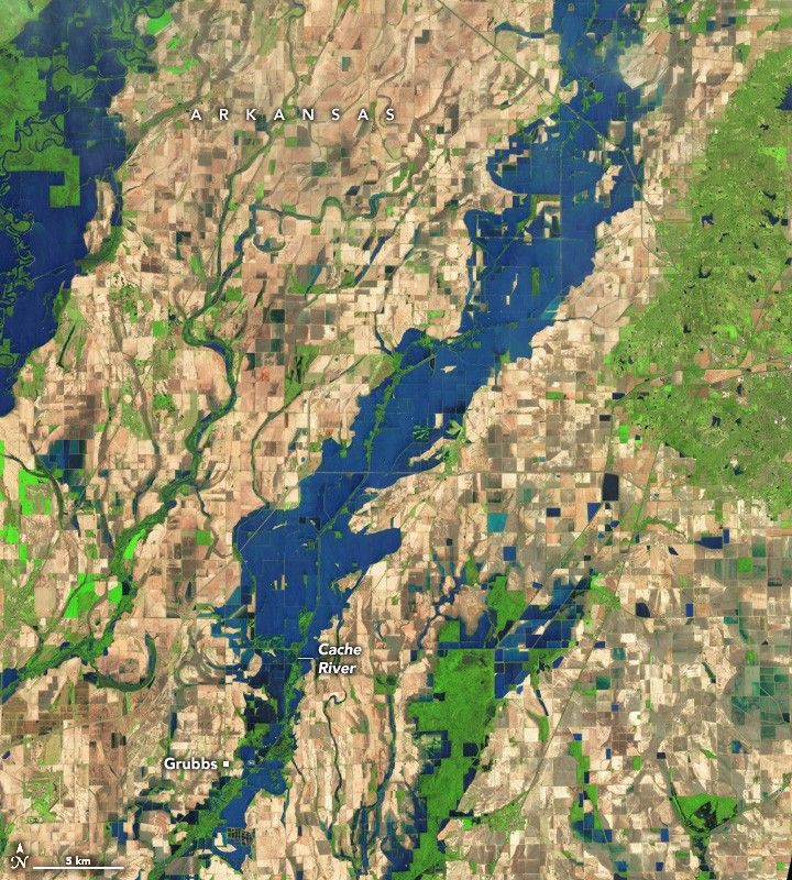 The Cache River moves across the image on a diagonal from the upper right to the lower left. The water well exceeds it's normal banks and spans across what is typically farmland. Another parallel river in the upper left appears to well exceed it's banks. The land between these rivers and in the lower right is primarily gridded fields, some are blue as they are likely intentionally flooded, but primarily they are shades of beige.