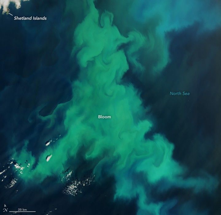 The Shetland islands peak into the frame at the top left. the image in the North Sea is otherwise dominated by a swirl of vibrant green water, labeled bloom with the dark blue ocean.