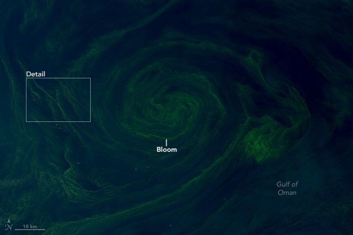 swirling deep green in a field of near black blue Gulf of Oman. The center of the swirl is labeled bloom.