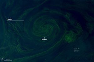 swirling deep green in a field of near black blue Gulf of Oman. The center of the swirl is labeled bloom.