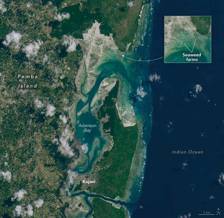 The green and beige speckled Pemba Island flanks the left side of the image, the rich blue Indian Ocean on the right. An inlet along Adamson Bay is zoomed in on and small specs within are labeled seaweed farms. Below the vertical Adamson Bay is the city of Kojani, on the inland tip of the large barrier island separating the bay from the Ocean.