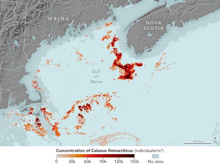 Image focused on the Gulf of Maine, Nova Scotia spans the upper right to upper center, Maine's coastline is in the upper left and Massachusetts center left. These landmasses are depicted in grayscale and the water is a light blue. In the water are speckles of red shades, from light salmon color to near-black red. The densest area of red speckles is parallel to the southern coast of Nova Scotia.  In the waters