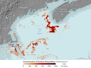 Image focused on the Gulf of Maine, Nova Scotia spans the upper right to upper center, Maine's coastline is in the upper left and Massachusetts center left. These landmasses are depicted in grayscale and the water is a light blue. In the water are speckles of red shades, from light salmon color to near-black red. The densest area of red speckles is parallel to the southern coast of Nova Scotia.  In the waters