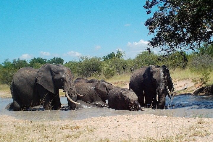 A photograph taken in 2023 shows a group of at least five elephants of varying sizes wading in a shallow watering hole. Low bushy trees with green leaves are visible in the background.