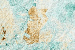 thornybush_gedi_oli_2021_th image