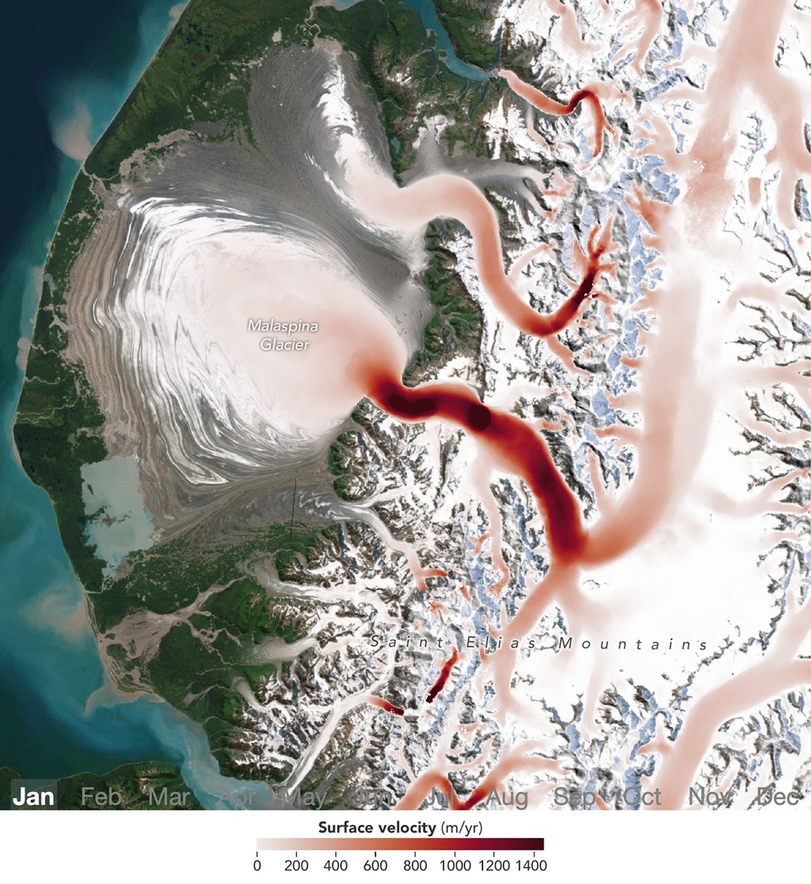 A satellite image of glaciers in southeastern Alaska is overlaid with ice-velocity measurements from January, before spring melt. The glacier segment flowing down from the mountains on the right appears in red, indicating high ice velocities, while the portion spreading across the coastal plain to the left is shown in white and pink, representing slower movement.