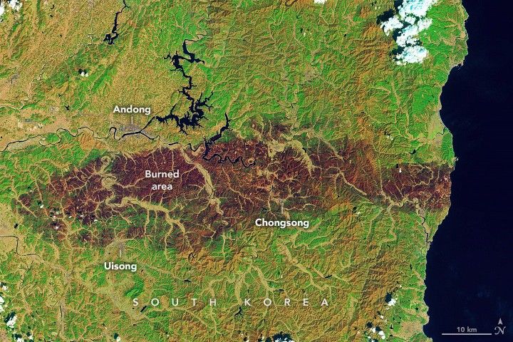 a strip of brown marks the landscape and terminates at the coast. Otherwise the brown strip is surrounded by green vegetation, the brown is labeled burned area. North of the burn is Andong, on the opposite side of the burn from Andong is Ulsong. Chongsong is closer to the coast and appears to be just within the burned region's boundaries.