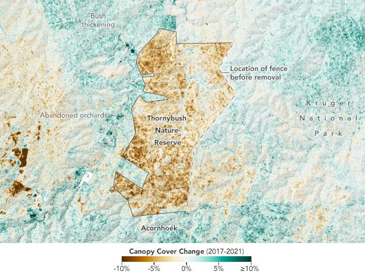 the sharp outlines of the thornybush nature preserve are outlined, but also colored in with the start contrast of a negative canopy cover change compared to the surrounding area that is generally all positive, appearing green vs the negative canopy which is brown.