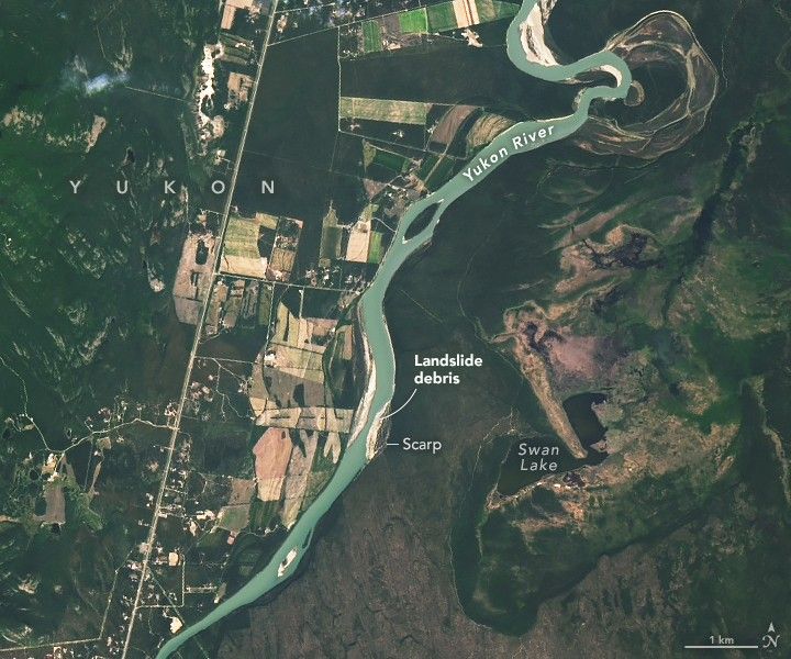 The image features the blue-green Yukon River with a single meander at the top of the image otherwise a near straight connection to the bottom left of the image. A pale strip through the foliage inland of the river on the left appears to be the major road, with some side roads and farmed fields in the area. Left of the road appears to be entirely natural foliage. To the right of the river the land is a mix of dead brown and green living foliage and Swan Lake. On the banks of the lake, just below the image center the river narrows on both sides, labeled a scarp, one that is composed of landslide debris. The material looks bright near white in color compared to the surrounding landscape which is covered in foliage.