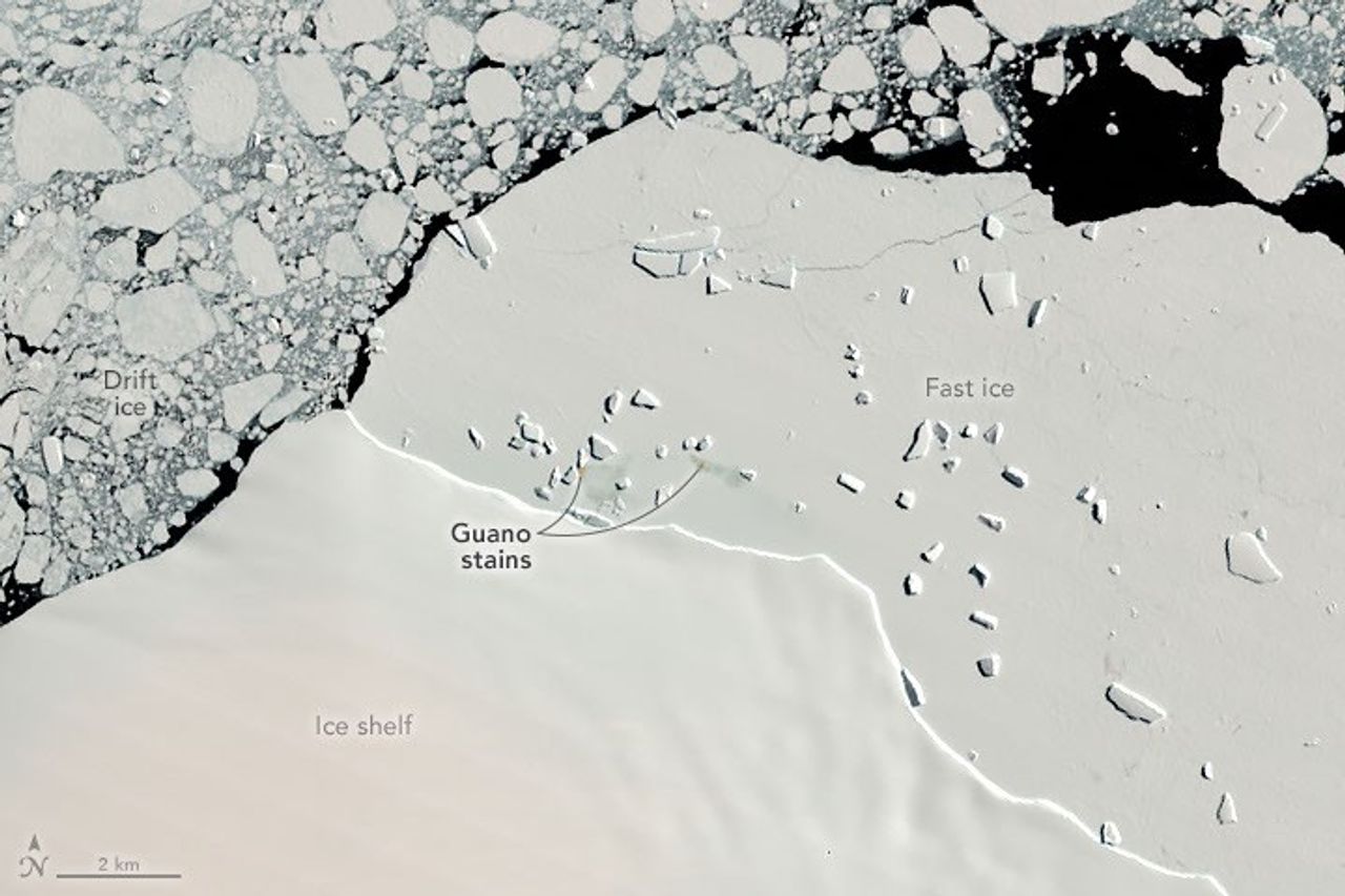 A Changing World for Emperor Penguins