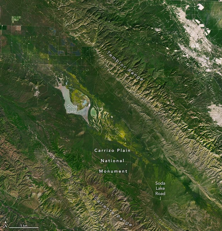 Wildflower blooms appear as yellow patches at the center of satellite images centered on Carrizo Plain National Monument. The blooms spread and intensify between March 5 and March 13.