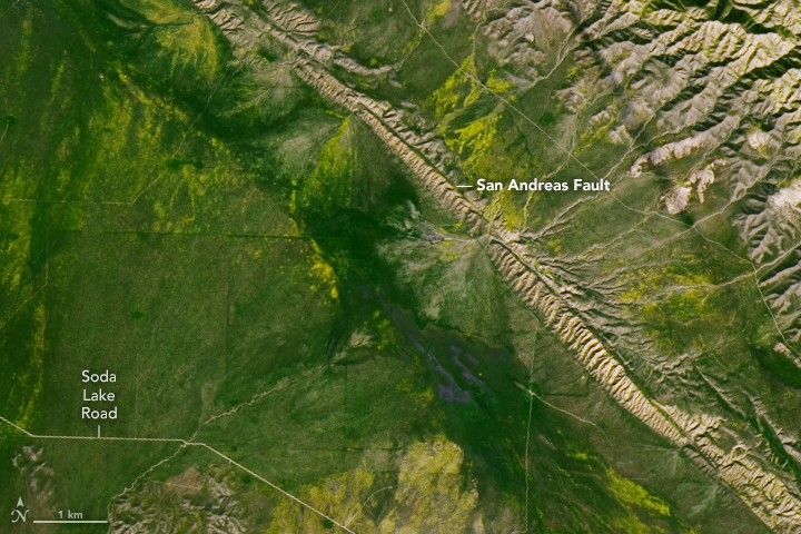 More yellow and purple blooms are visible along the zipper-shaped structure of the San Andreas Fault.