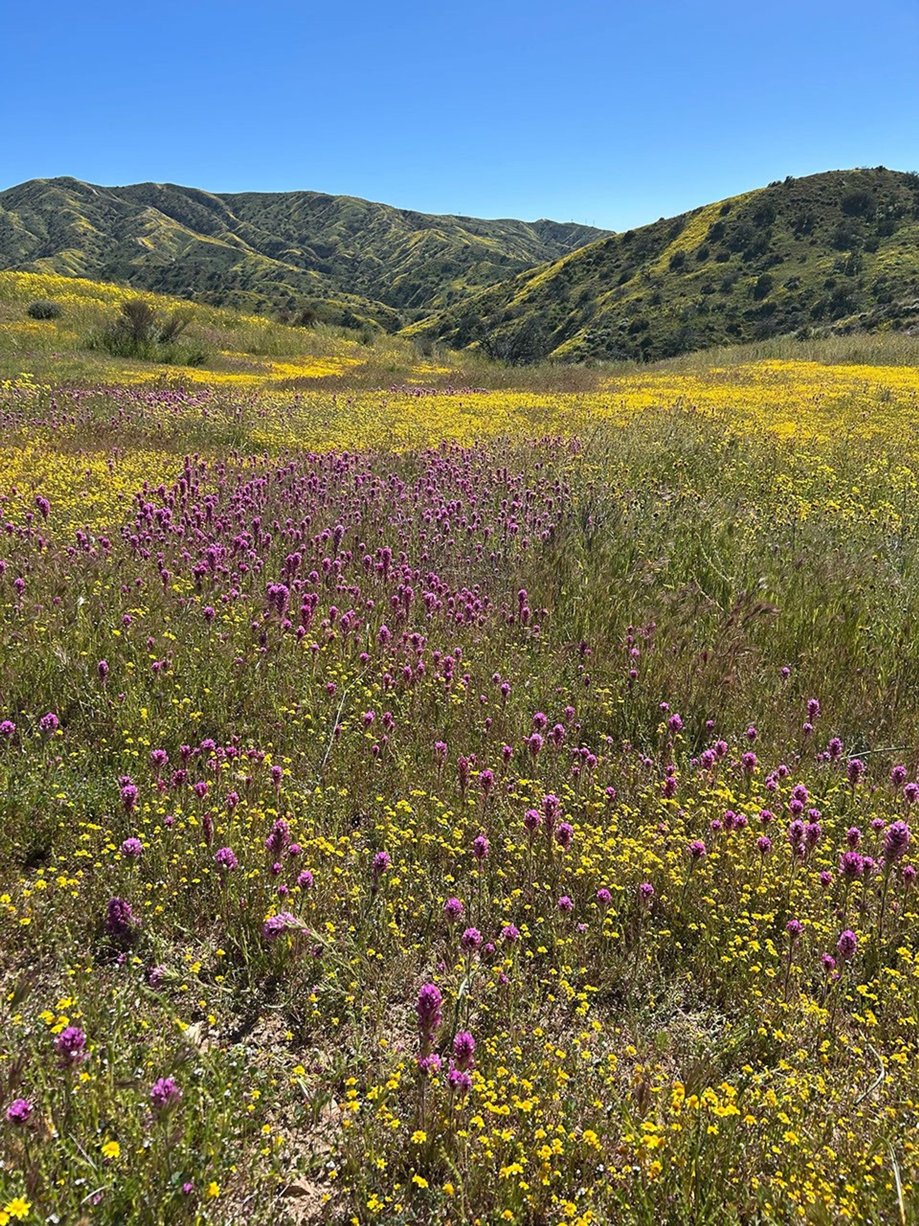 A mixture of yellow and purple wildflowers blanket a meadow with green hills in the distance.