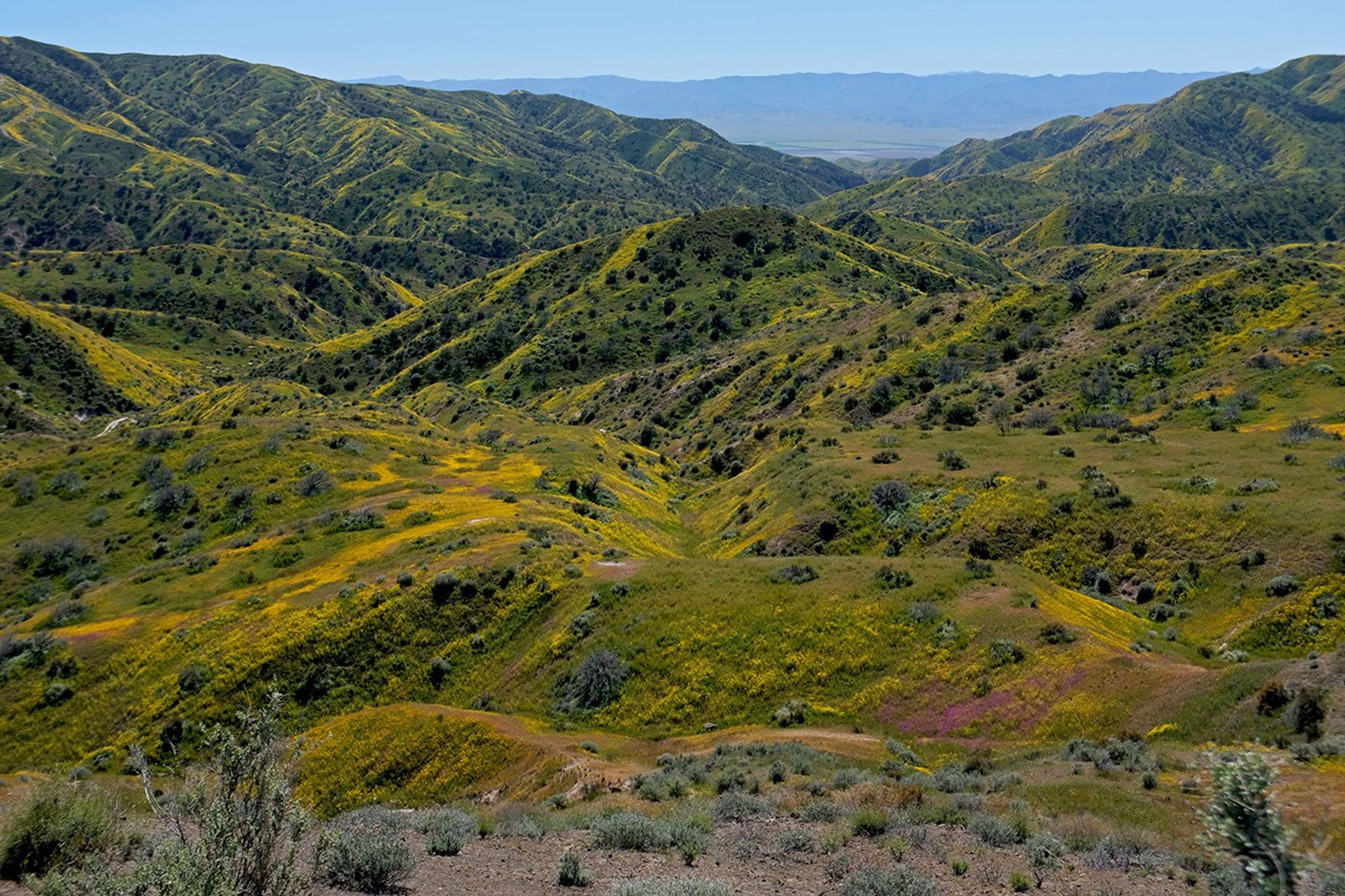 Strips of yellow and purple wildflowers decorate a green, grassy valley as the viewer looks down from a hill.