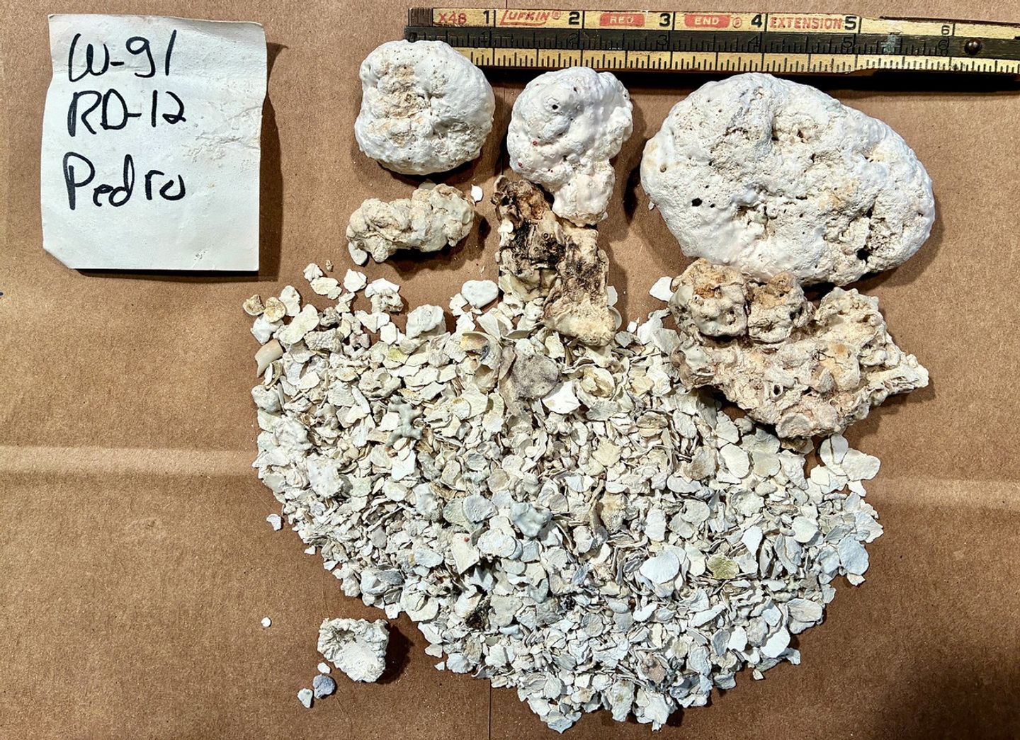 A sediment sample from Pedro Bank includes white globular pieces of calcified algae measuring several inches in diameter and smaller flaky white macroalgae remnants.
