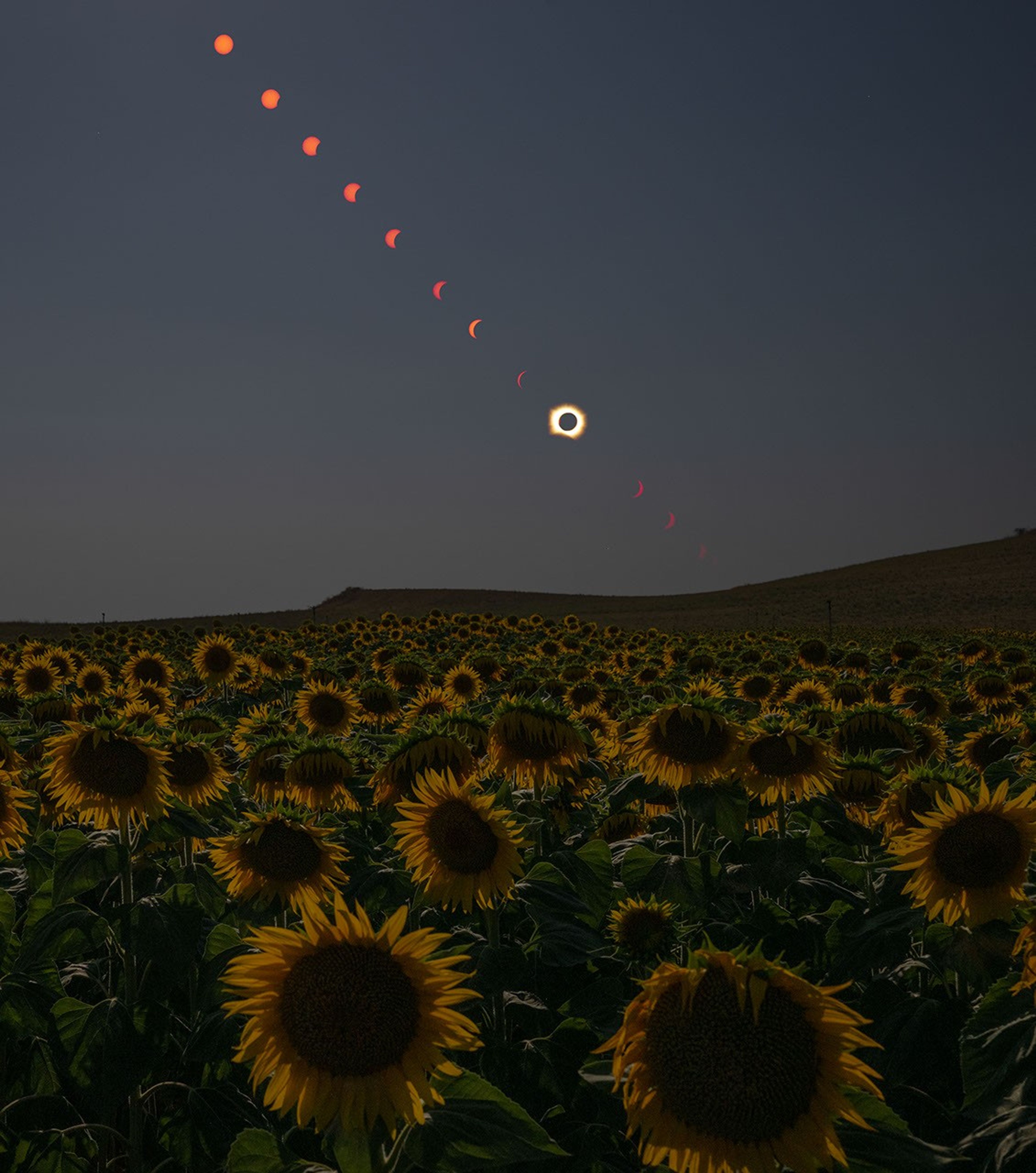 A composite photo shows the Sun at several times and locations during the progression of a total solar eclipse. The Sun’s path descends diagonally from the top left across a dimmed sky, with a field of sunflowers in the foreground.