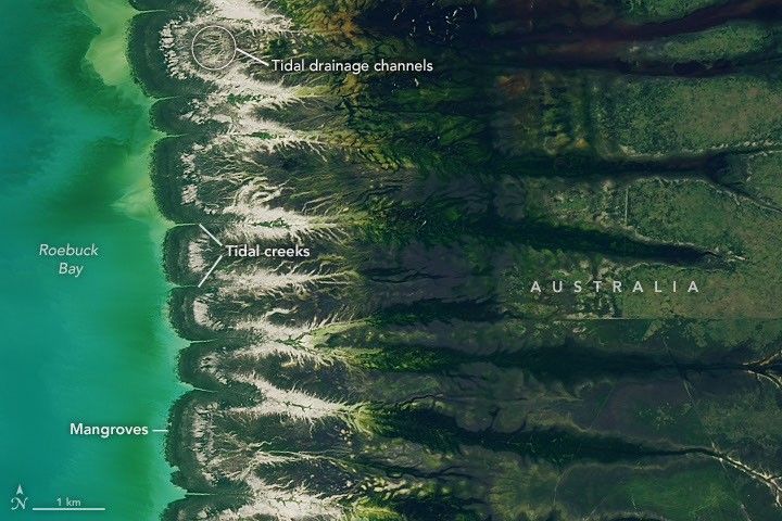 Blue coastal waters border a fringe of dark green mangroves with branching, linear tidal creeks and pale tidal flats and drainage channels visible to the east.