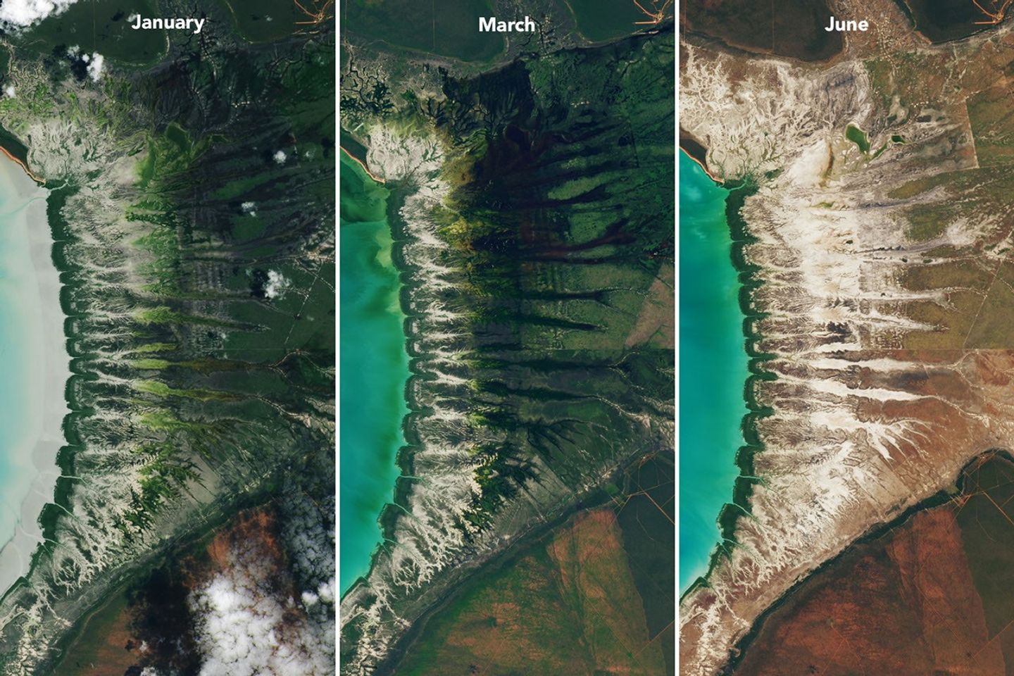 Landsat images from January 29 (left), March 18 (center), and June 30 (right) show seasonal changes. The tide was lower in the January image, exposing tan mudflats along the shoreline.