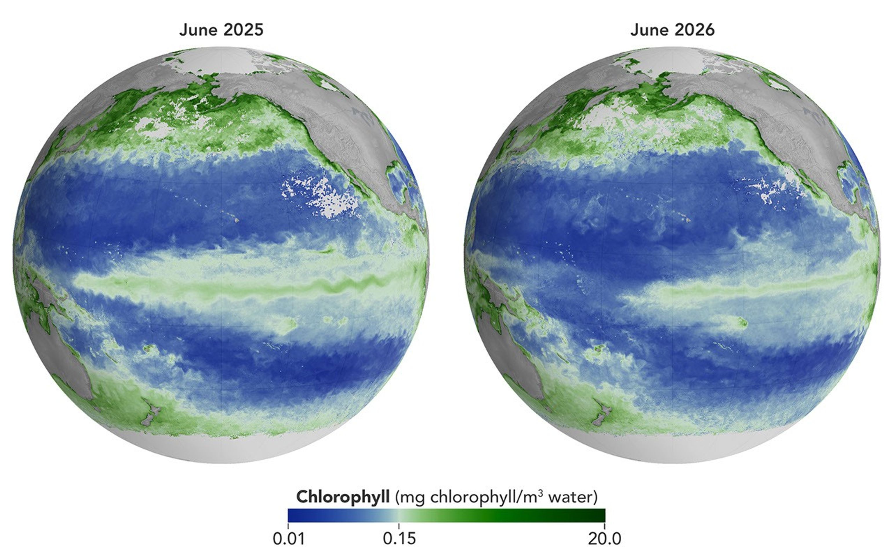 A global map centered on the Pacific Ocean shows a narrow band of green in the eastern equatorial region, indicating the presence of chlorophyll in surface waters. The central equatorial Pacific appears blue, meaning chlorophyll concentrations are low.