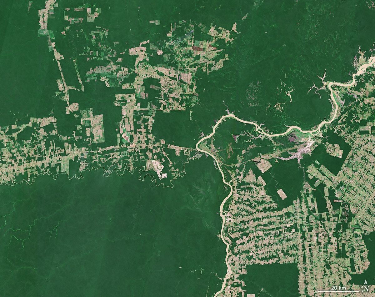 Faster Detection of Forest Loss - NASA Science