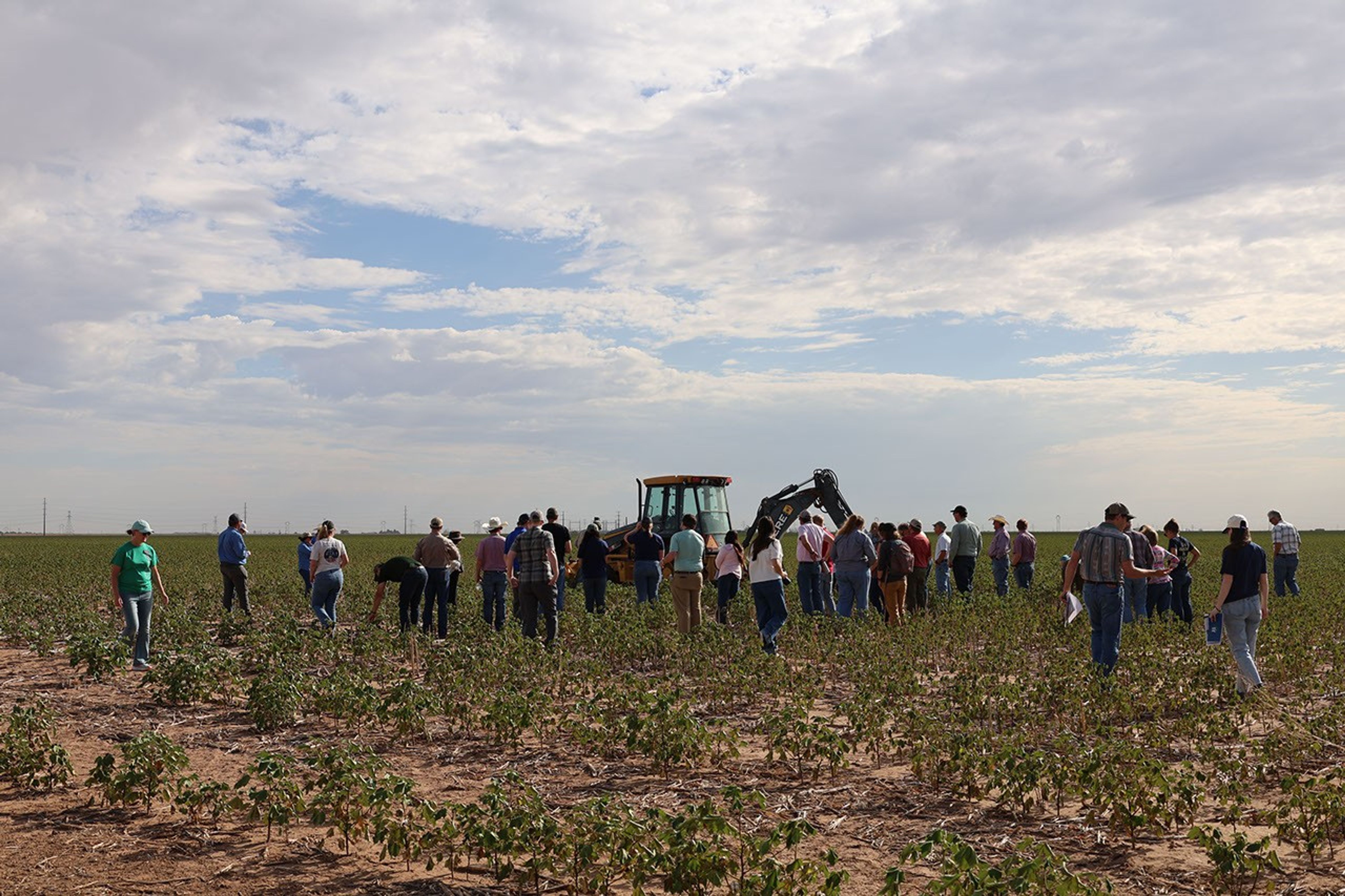 A group of about two dozen people stand in a field inspecting wilted cotton.