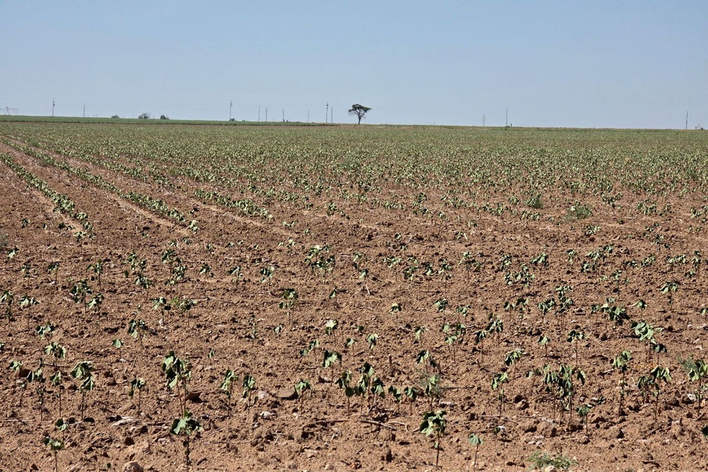 Rows of spindly, wilted cotton photographed in a field in Slaton, Texas, appear stressed.