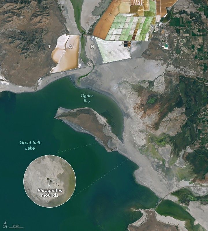 A satellite image of the Great Salt Lake shoreline in 2025 shows exposed gray lakebed with clusters of small dark mounds; an inset provides a close-up view of the mounds.