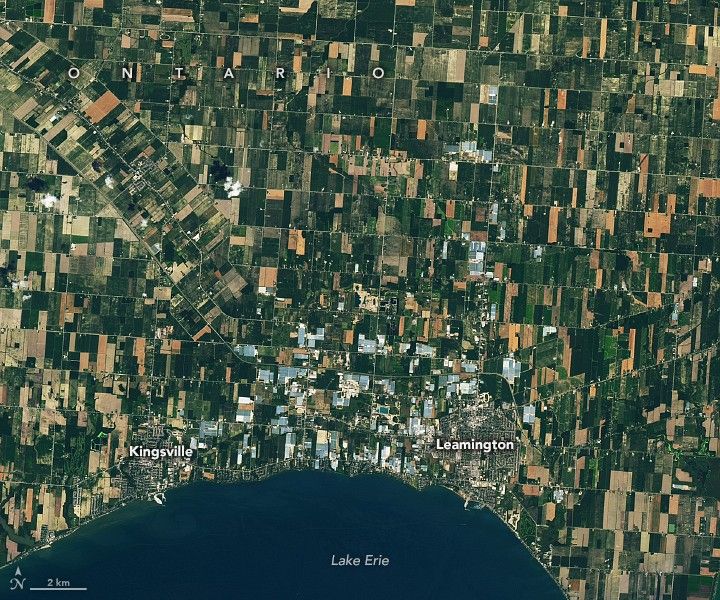 A satellite image from 2015 shows the towns of Leamington and Kingsville along the north shore of Lake Erie in southern Ontario. The surrounding land is divided into rectangular farm fields that appear in shades of green and brown. Light gray and blue greenhouse roofs cover some of the land, mostly between the two towns.