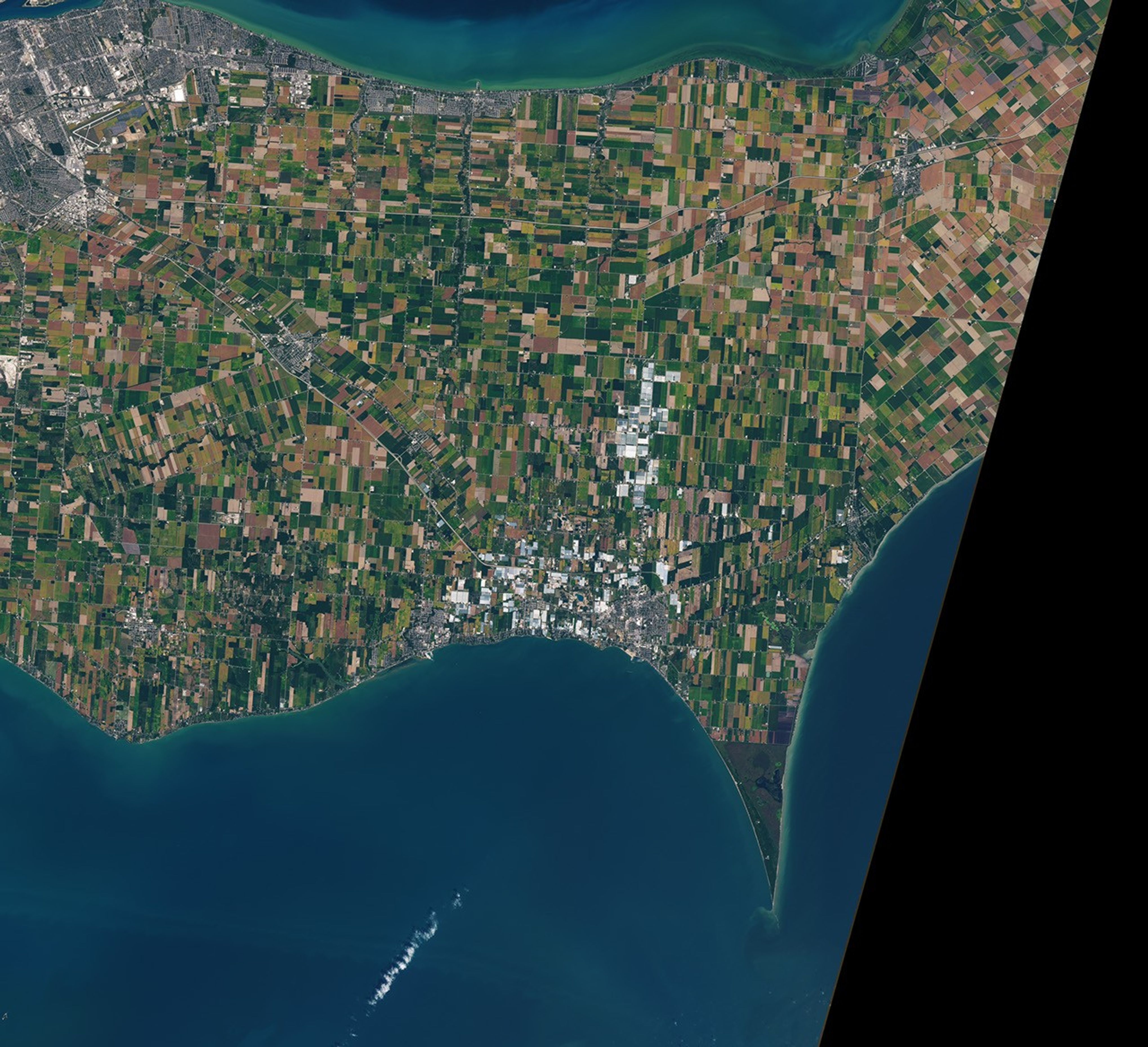 A satellite image from 2025 shows the towns of Leamington and Kingsville along the north shore of Lake Erie in southern Ontario. The surrounding land is divided into rectangular farm fields that appear in shades of green and brown. Light gray and blue greenhouse roofs, many more than in 2025, cover some of the land, filling in much of the area between the two towns and extending north from Leamington.