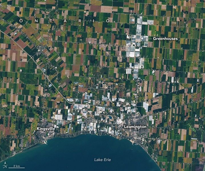 A satellite image from 2025 shows the towns of Leamington and Kingsville along the north shore of Lake Erie in southern Ontario. The surrounding land is divided into rectangular farm fields that appear in shades of green and brown. Light gray and blue greenhouse roofs, many more than in 2025, cover some of the land, filling in much of the area between the two towns and extending north from Leamington.
