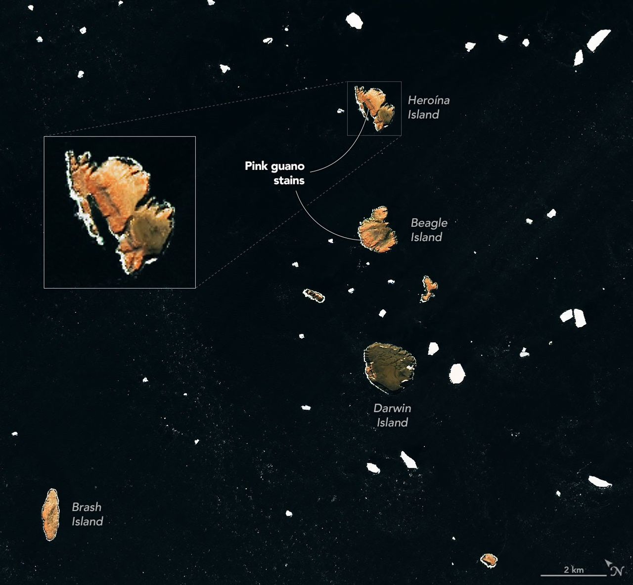Pink Penguin Guano Provides Diet Clues