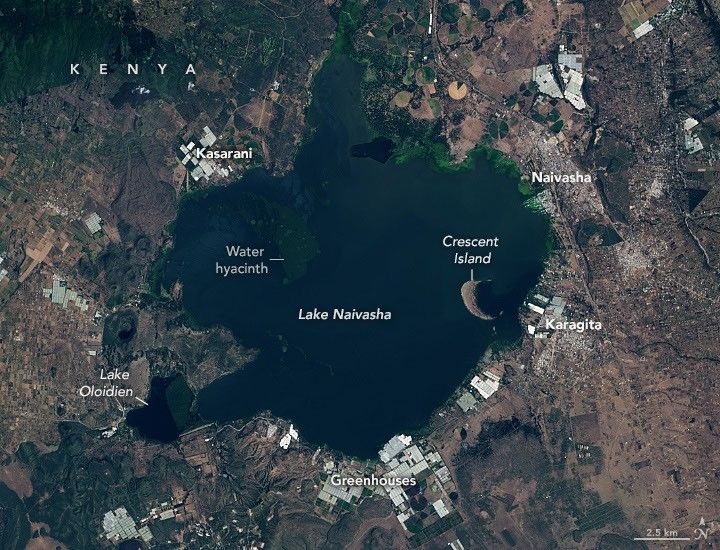 The second image in the pair shows significant encroachment of water on communities, farmland, greenhouses, and infrastructure surrounding the lake by 2026. This image also shows significantly more green mats of water hyacinth in the northern part of the lake.