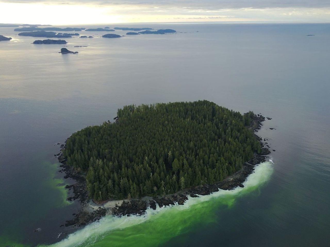 An aerial photo shows a swath of cloudy, greenish water along one side of a small island covered in tall evergreen trees.